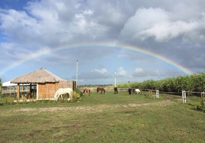 Happy Horse Farms Equestrian Center