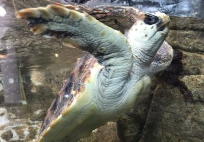 Hiwasa Chelonian Museum Caretta