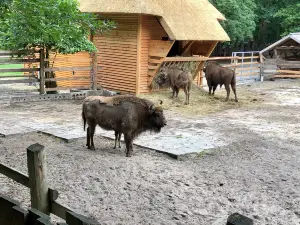 Bison Area