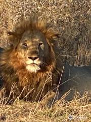 Madikwe Nature Reserve