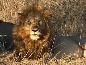 Madikwe Nature Reserve