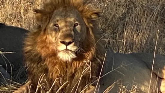 Madikwe Nature Reserve