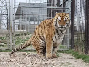 Oaza Sibirskeho Tigra (Oasis of Siberian Tigers)