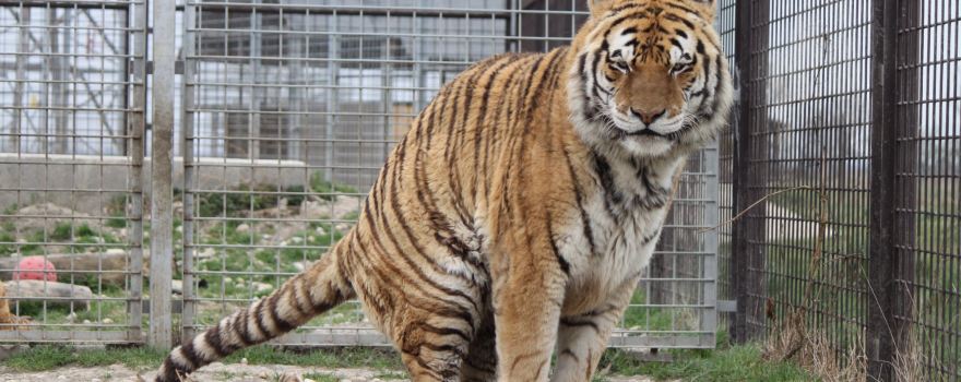 Oaza Sibirskeho Tigra (Oasis of Siberian Tigers)