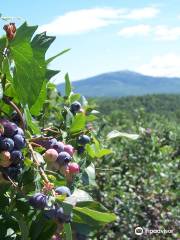Monadnock Berries