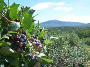 Monadnock Berries