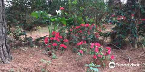 Cultivo de Camelias Islas Del Delta