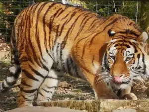 ケムニッツ動物園