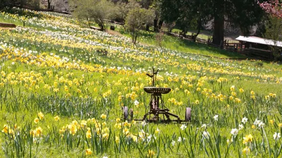 Daffodil Hill