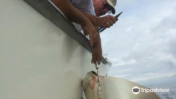 Daydreamer Sportfishing