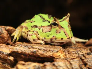 Zoo Creatures Pet Store