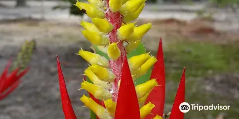 Instituto Ekko Brasil