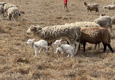 Gleneden Family Farm and Bullock Team