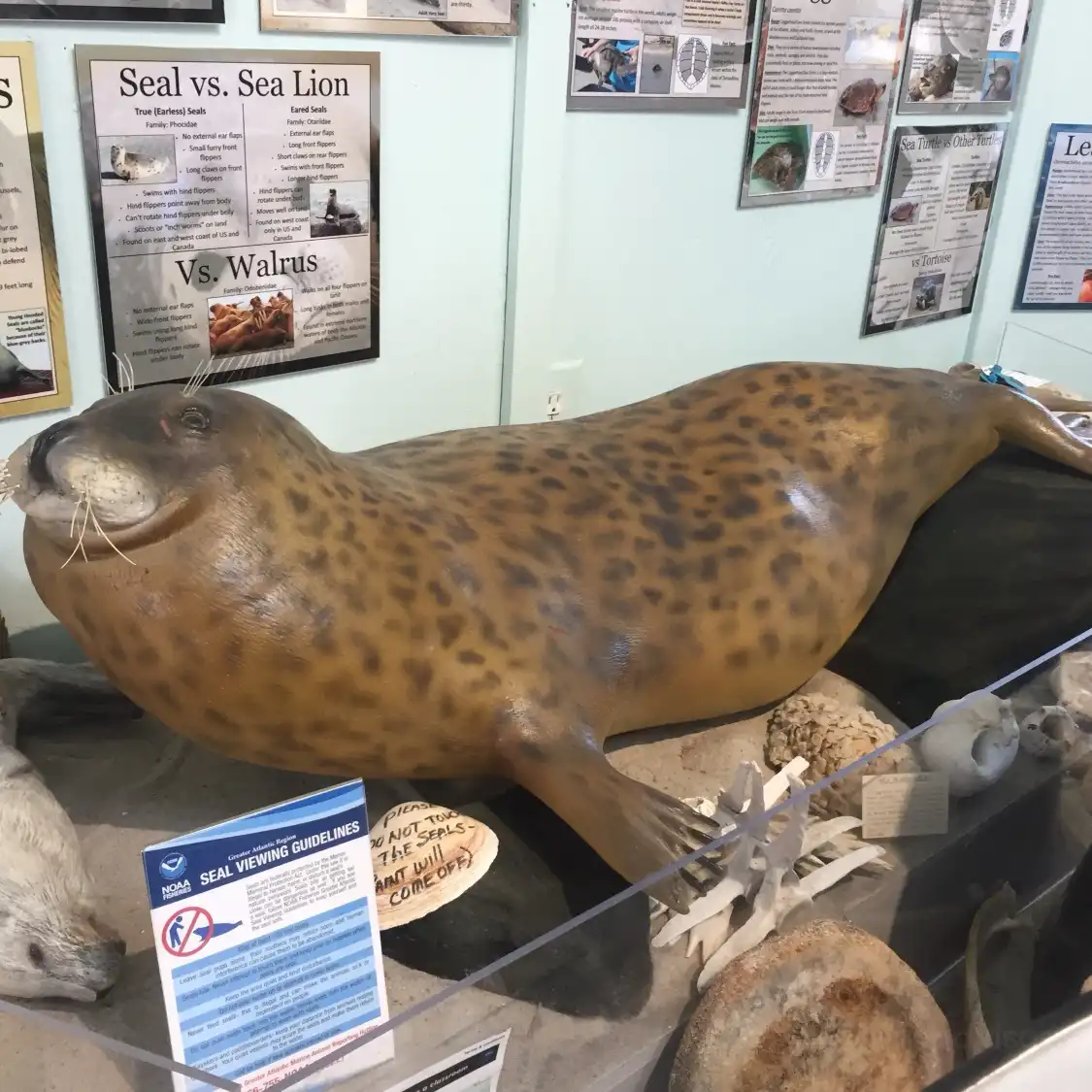 Hotels near Marine Mammal Stranding Center