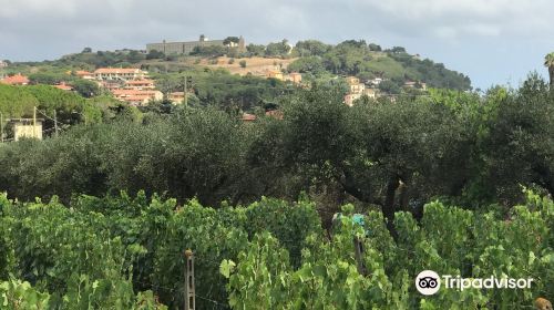 Azienda Agricola Arrighi