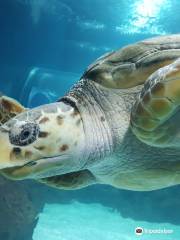 Lanzarote Aquarium