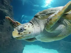 Lanzarote Aquarium