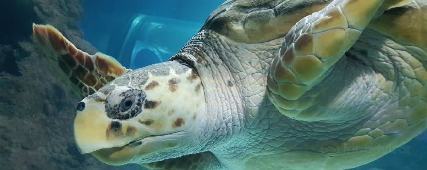Lanzarote Aquarium