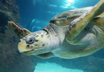 Aquarium Costa Teguise