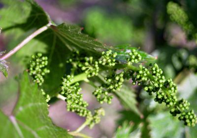 Azienda Agricola Cortino Produttori Dianesi