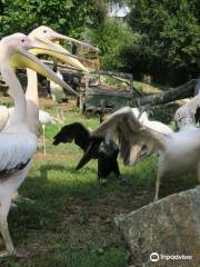 Vogelpark Heiligenkirchen - der Familienpark in NRW