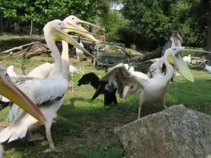 Vogelpark Heiligenkirchen - der Familienpark in NRW