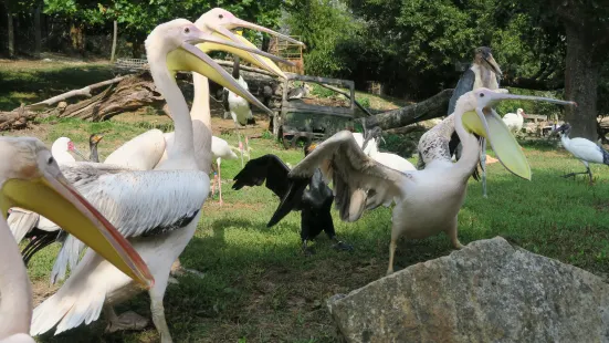 Vogelpark Heiligenkirchen