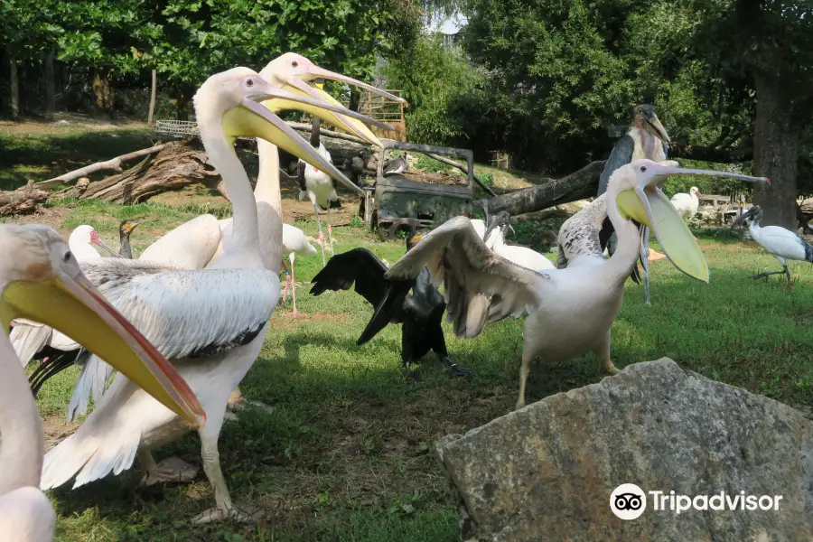 Vogelpark Heiligenkirchen