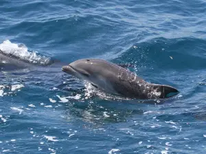 Oceanside Adventures