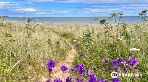 St Cyrus Beach