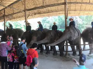 Centro di conservazione degli elefanti Thai