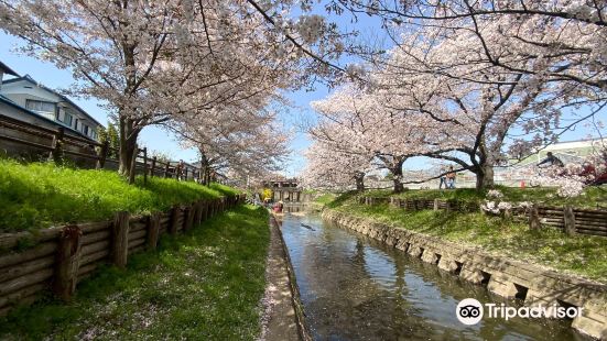 新河岸川の桜並木