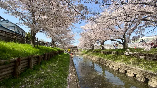 Shingashi Riverbank Cherry Blossoms