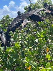 Frigate Bird Sanctuary