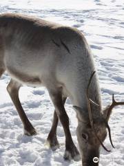 Kopara Reindeer Park