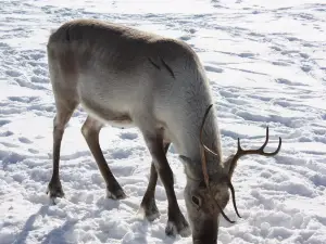 Kopara Reindeer Park