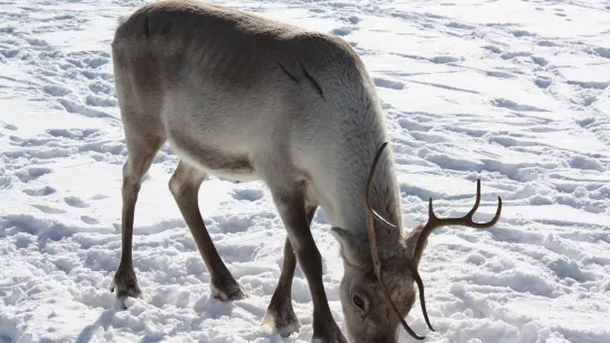 Kopara Reindeer Park