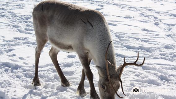 Kopara Reindeer Park and Restaurant