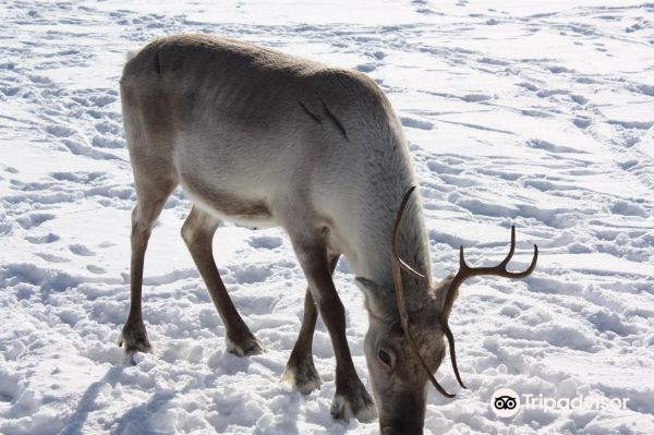 Kopara Reindeer Park and Restaurant