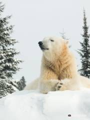 Polar Bear Habitat & Heritage Village