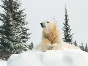 Polar Bear Habitat & Heritage Village