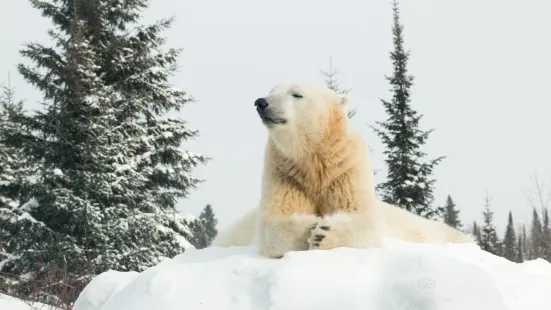 Polar Bear Habitat & Heritage Village