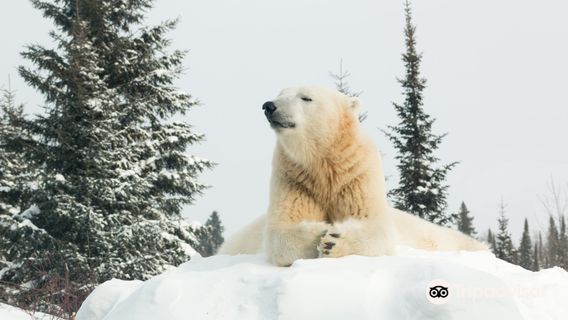Cochrane Polar Bear Habitat