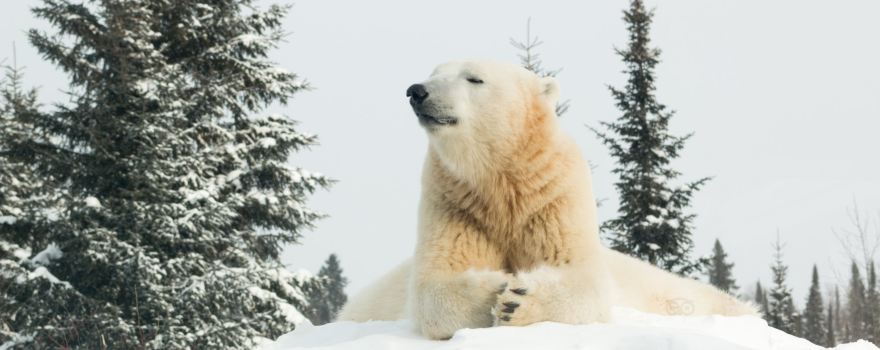 Polar Bear Habitat & Heritage Village