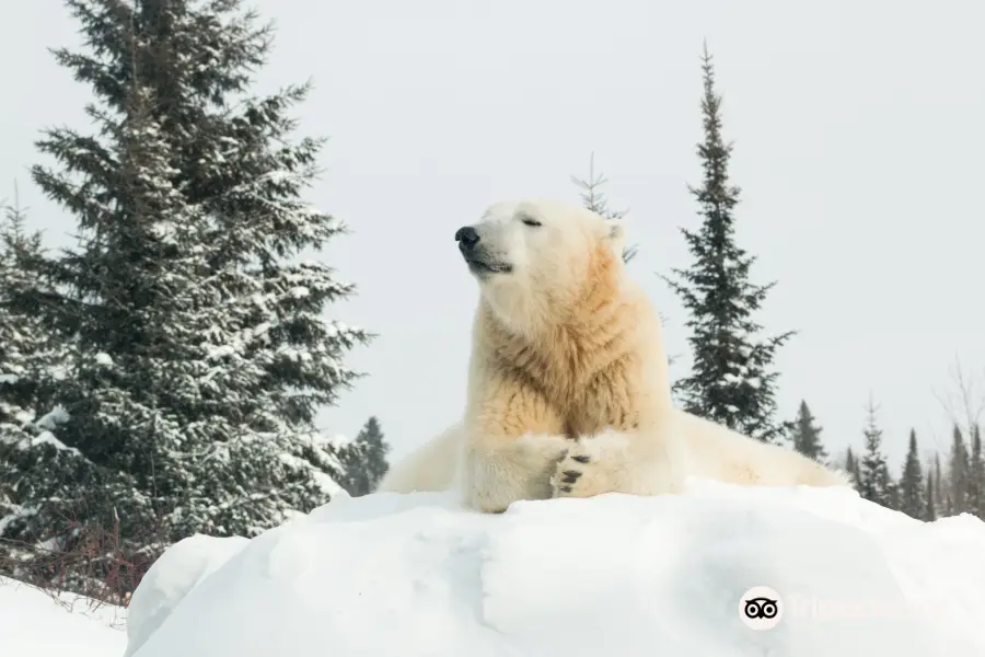 Polar Bear Habitat & Heritage Village