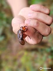 Mount Hamiguitan Range Wildlife Sanctuary