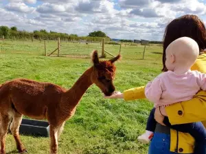 JandJ Alpacas