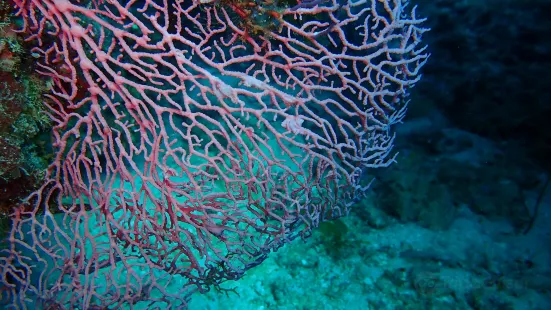 Dive Puerto Princesa Dive Center