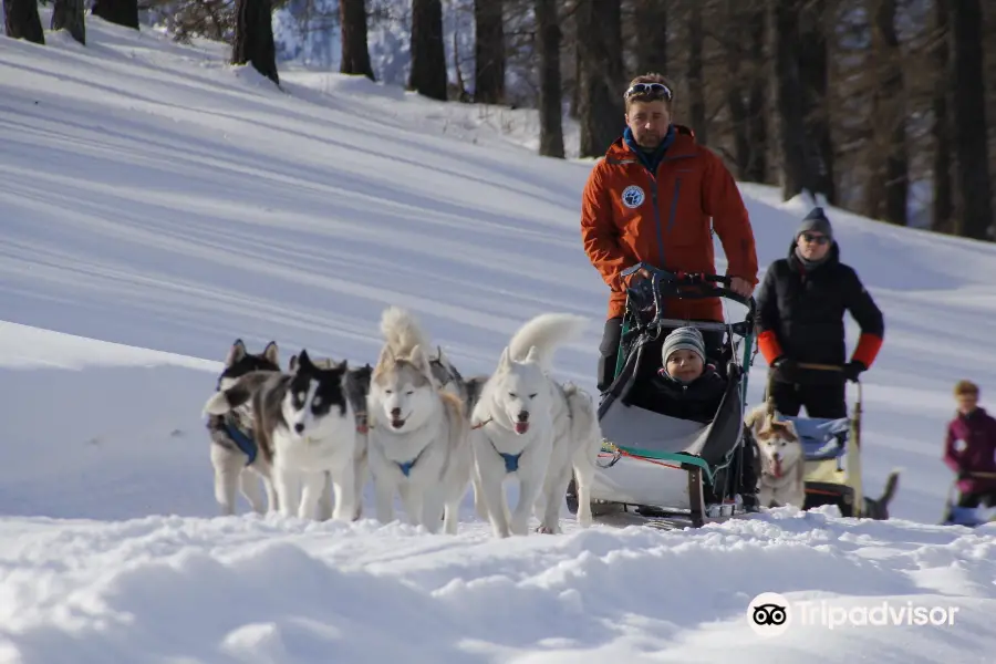 The Husky Experience Sestriere