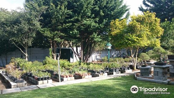 Bishopsford Bonsai Nursery